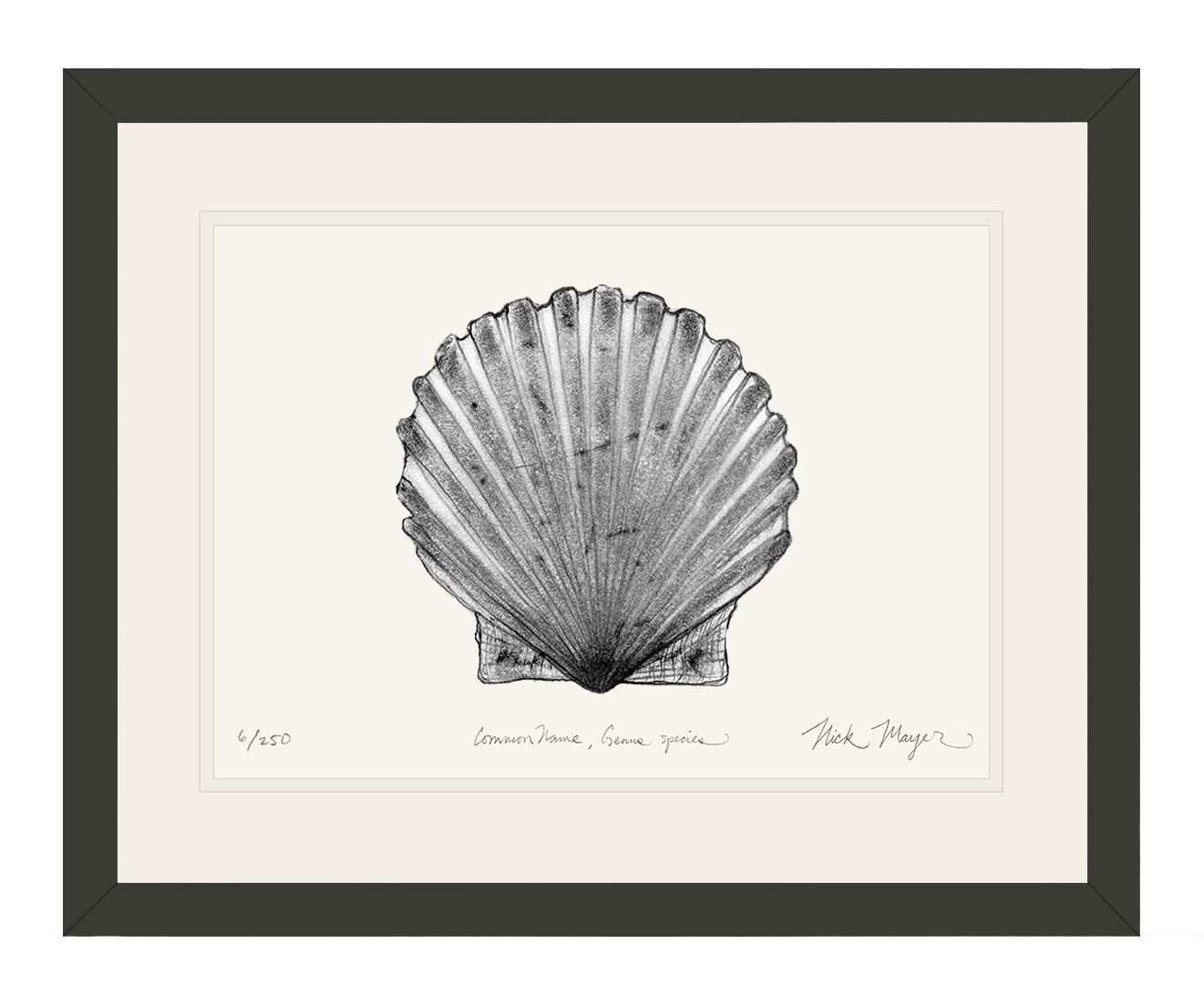 Scallop Limited Edition Print (B&W)