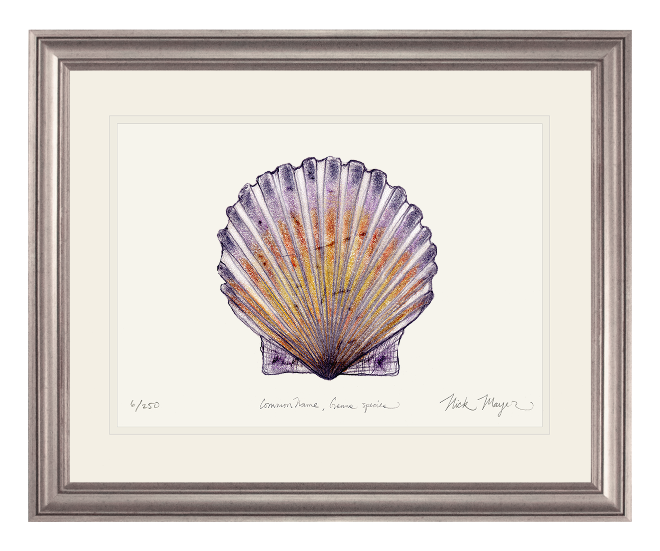 Scallop Limited Edition Print