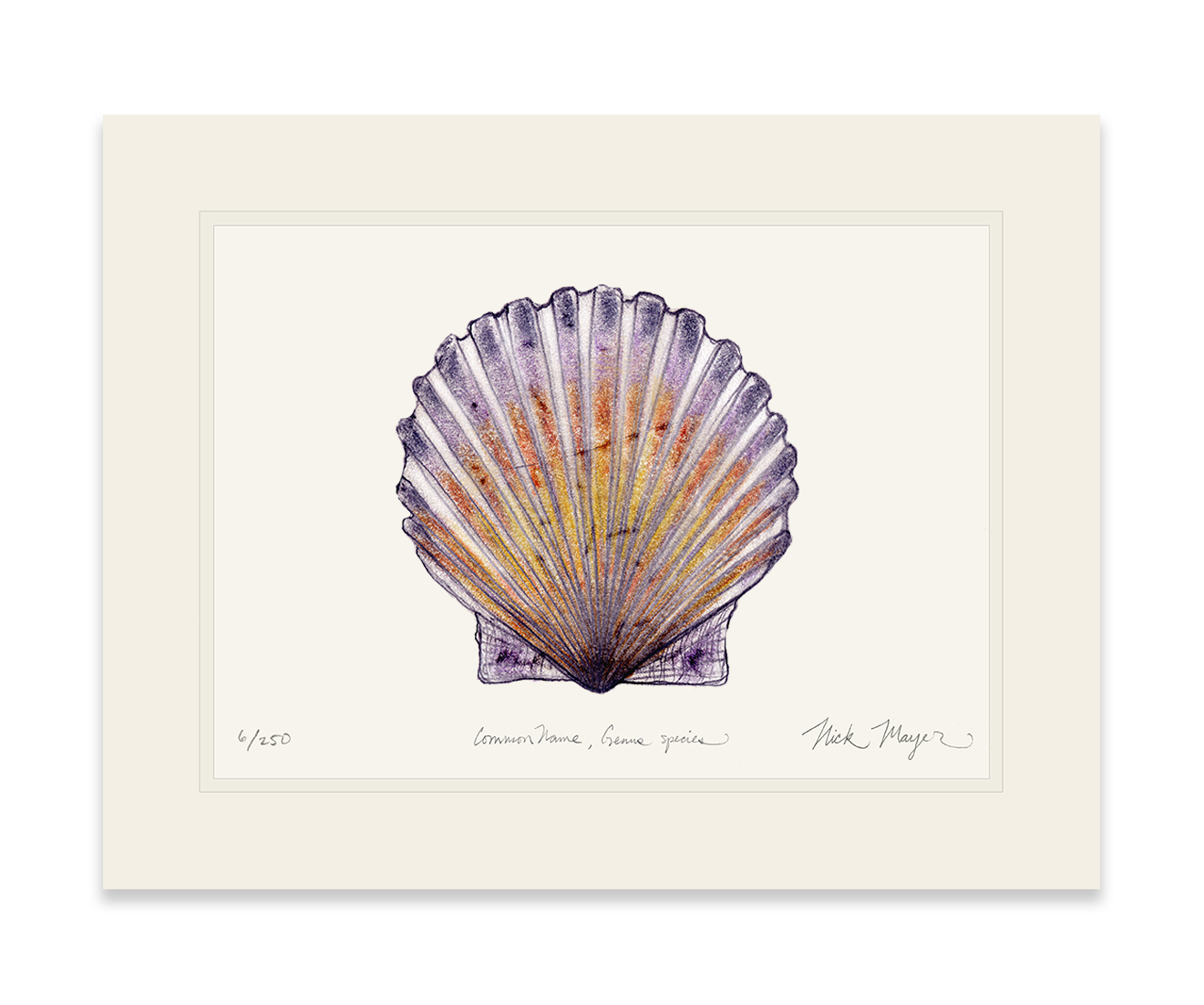 Scallop Limited Edition Print