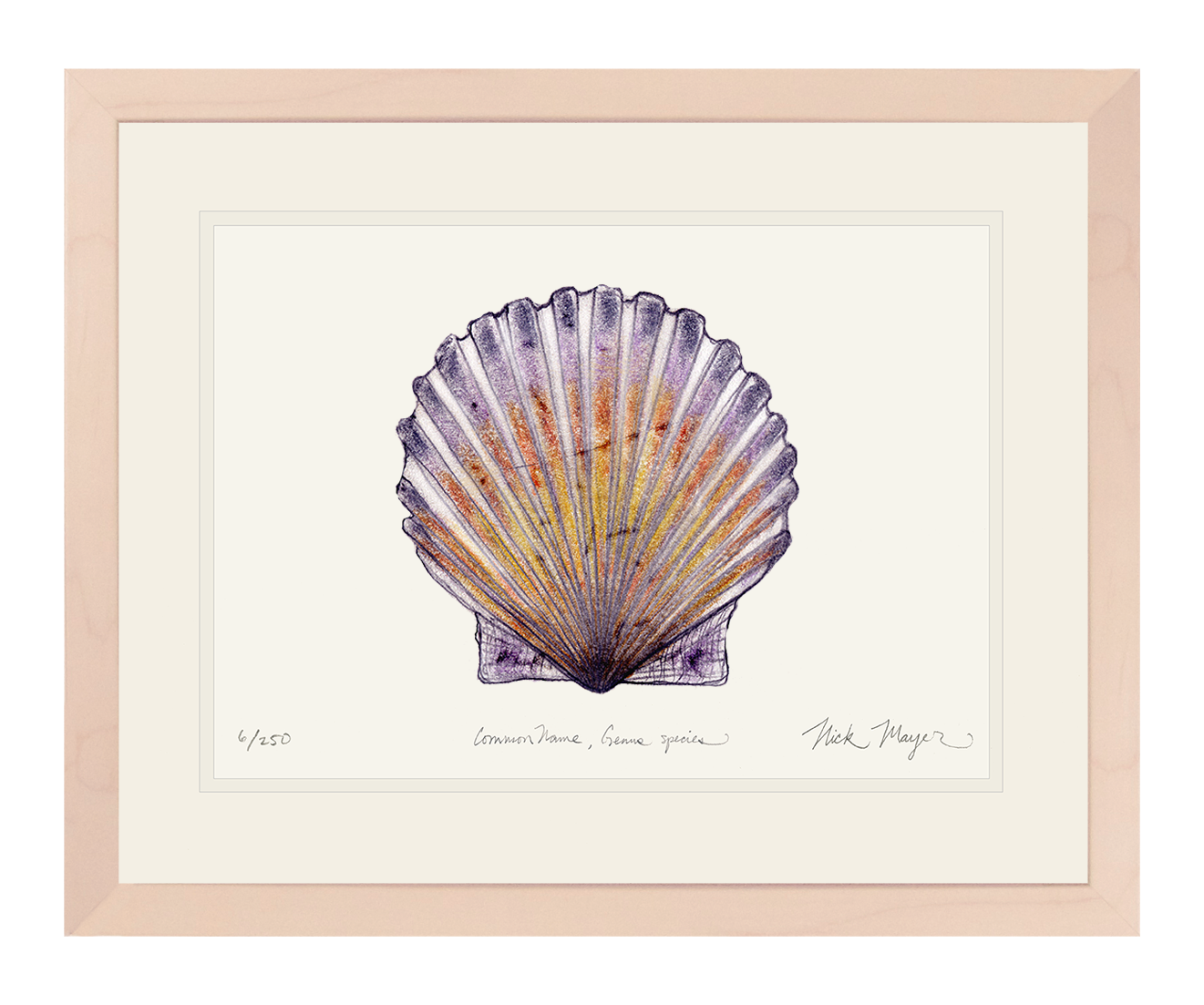 Scallop Limited Edition Print