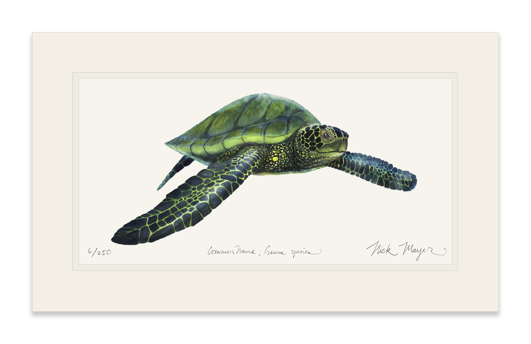 Green Sea Turtle Limited Edition Print