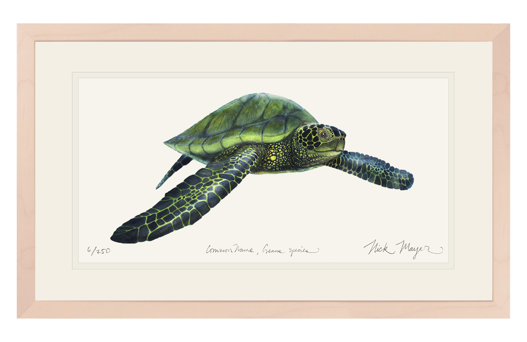 Green Sea Turtle Limited Edition Print