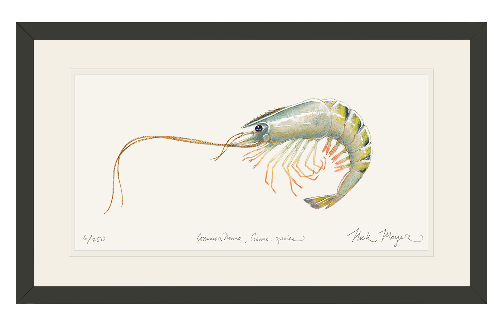 Giant Tiger Shrimp Limited Edition Print