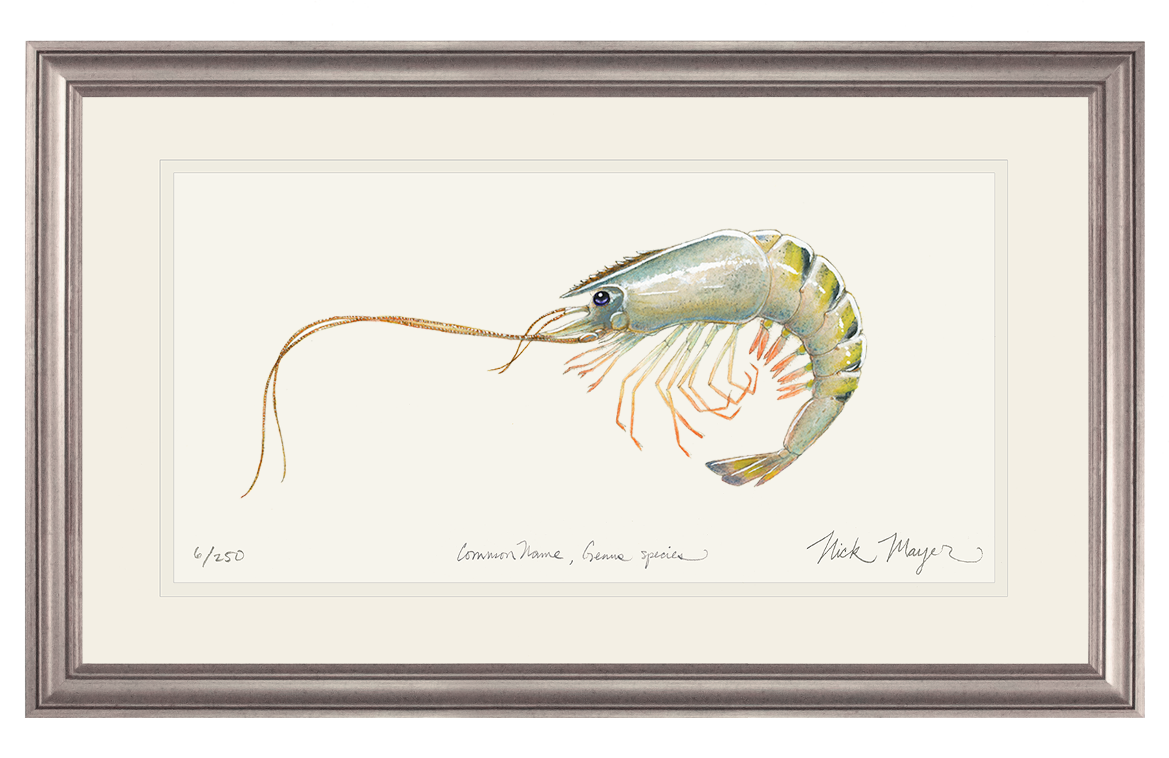 Giant Tiger Shrimp Limited Edition Print