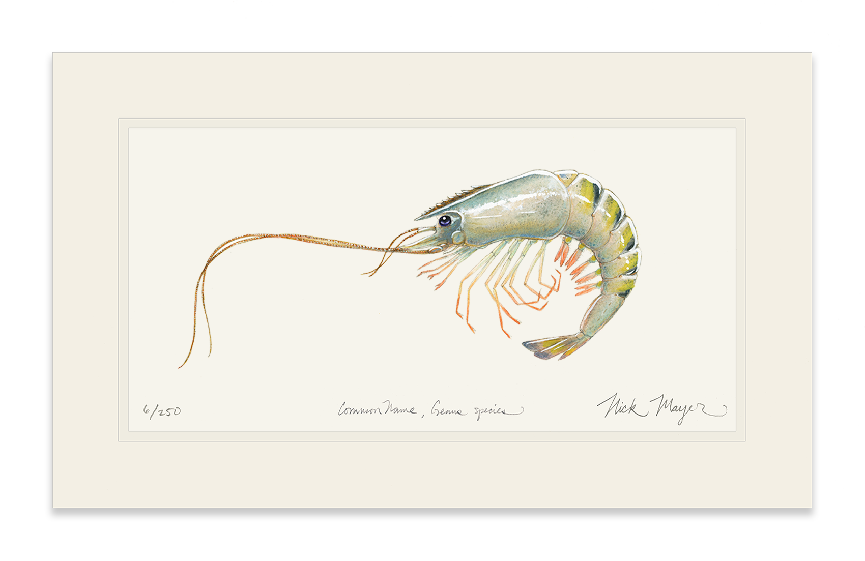 Giant Tiger Shrimp Limited Edition Print