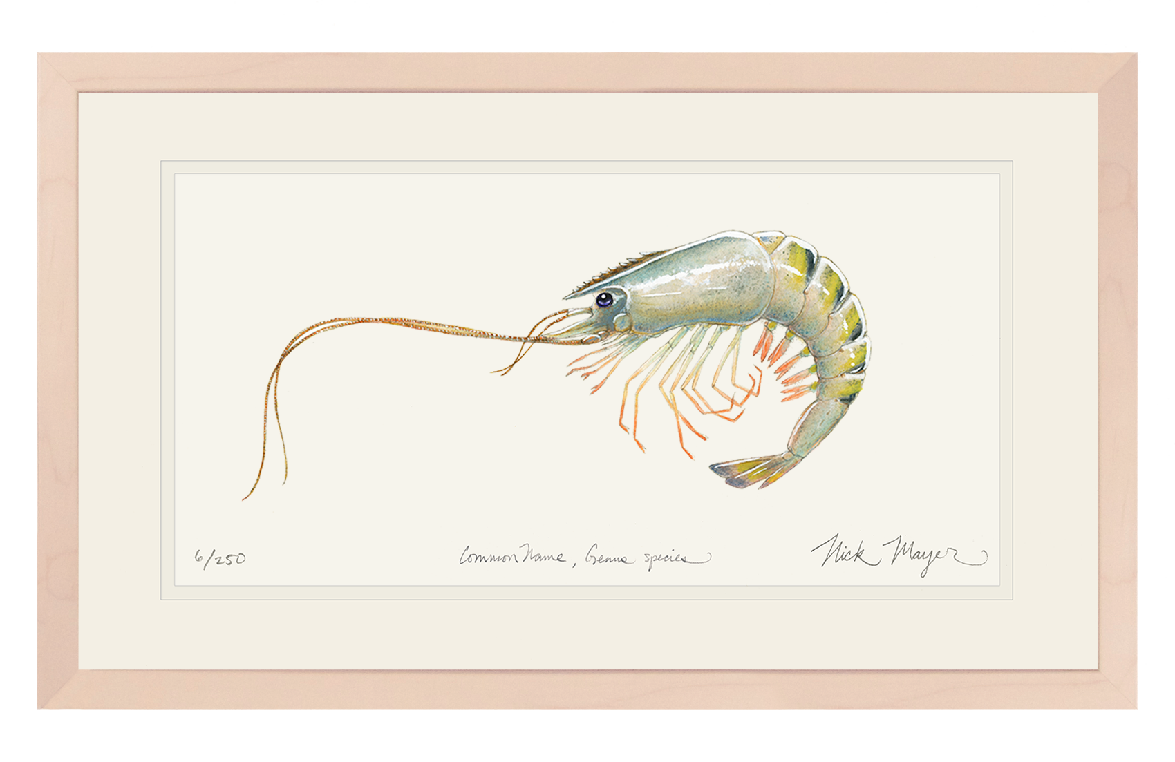 Giant Tiger Shrimp Limited Edition Print