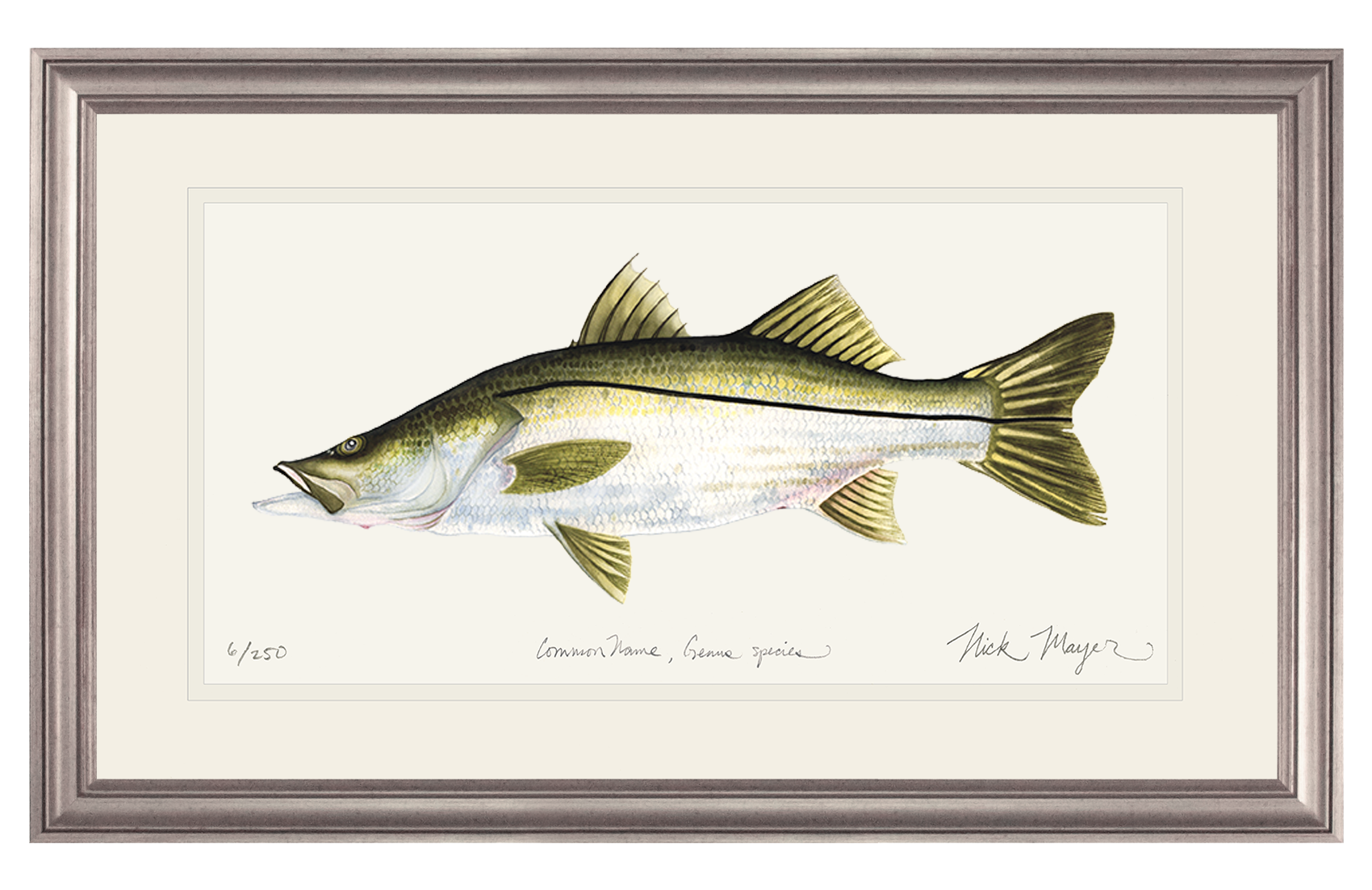 Snook Limited Edition Print