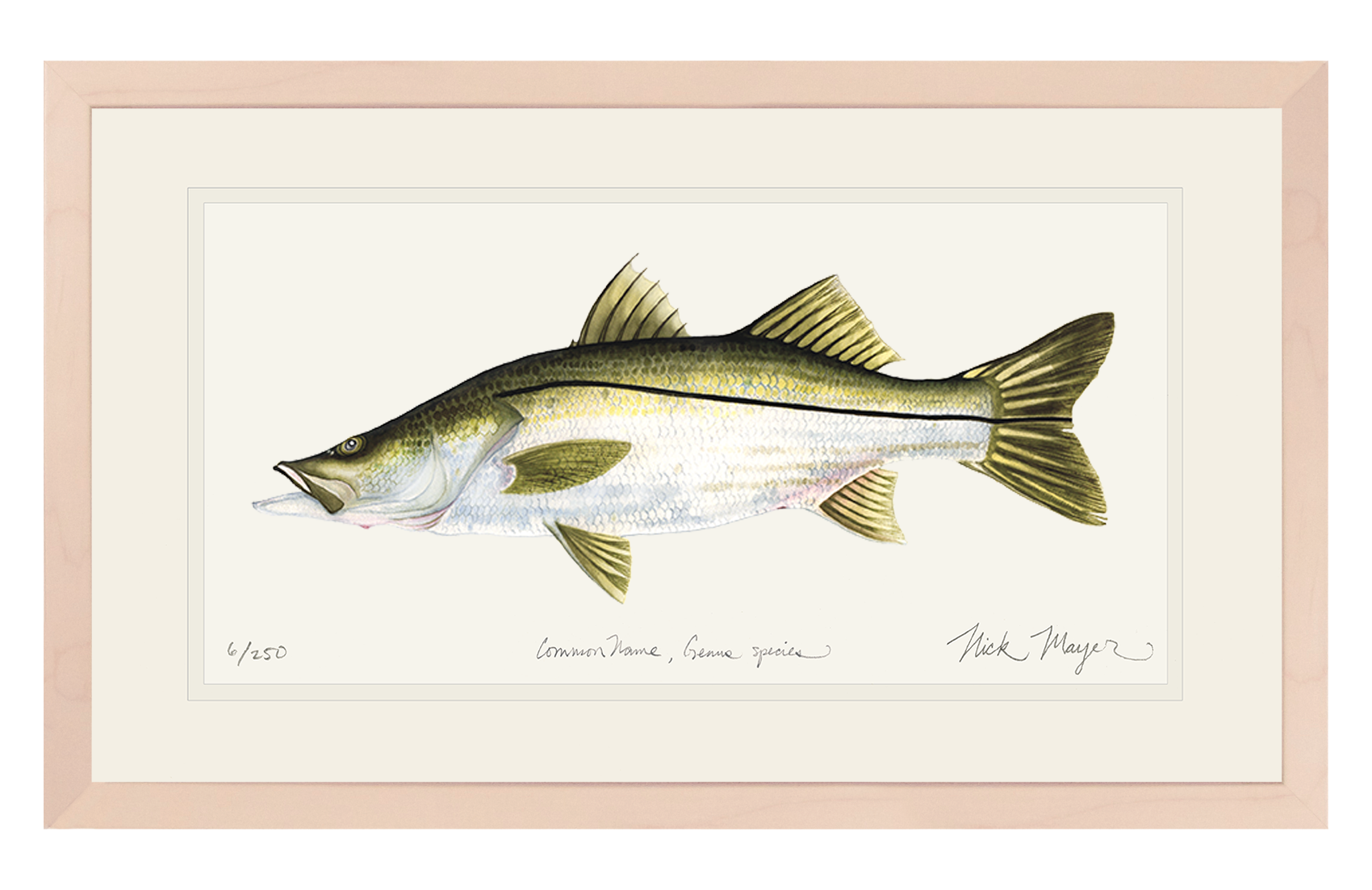 Snook Limited Edition Print