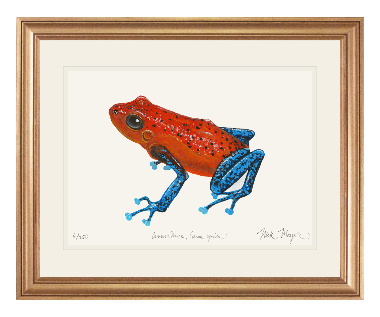 Frogs Species of Central America Poster Print