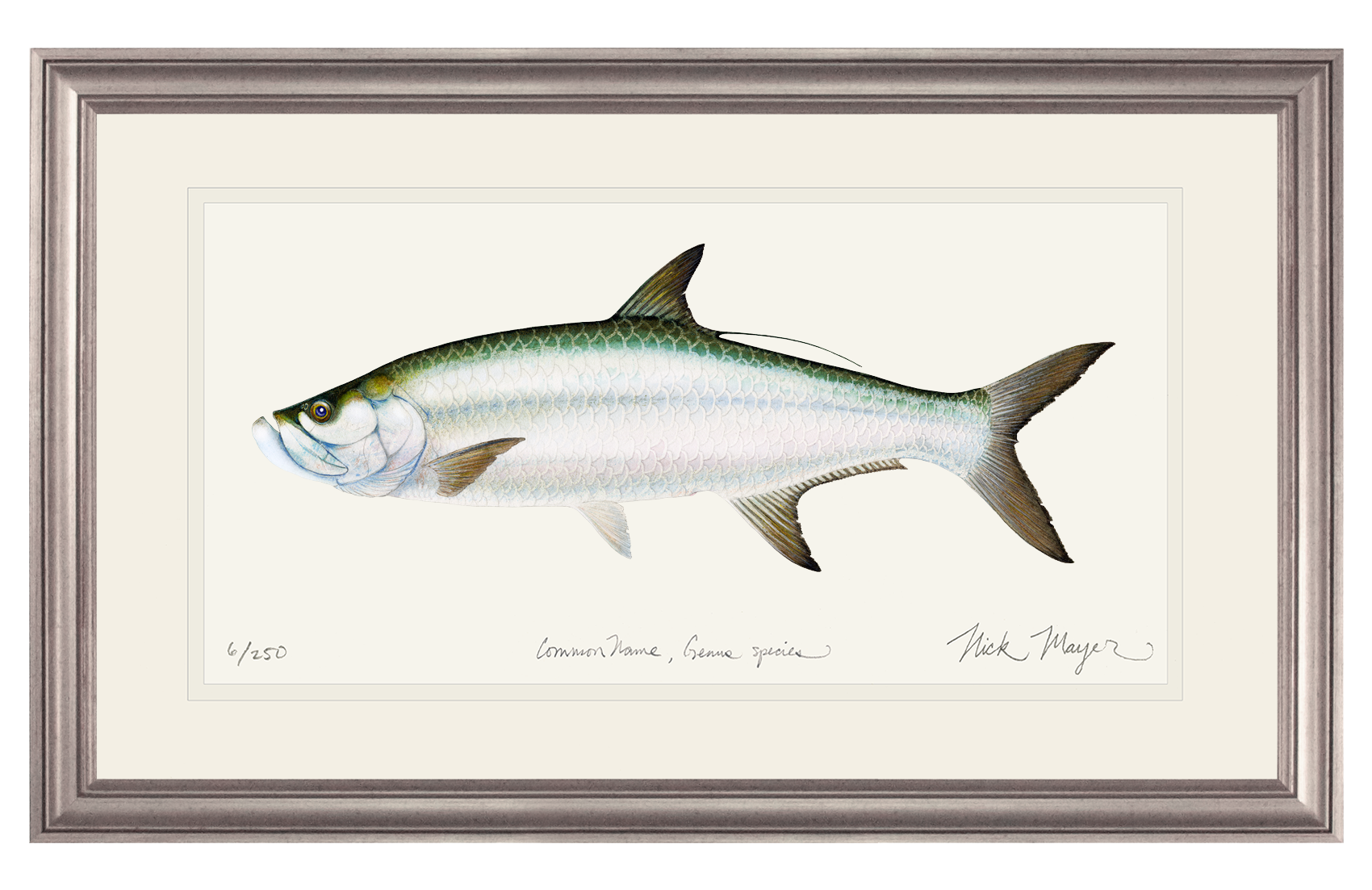 Tarpon Limited Edition Print - Best Seller