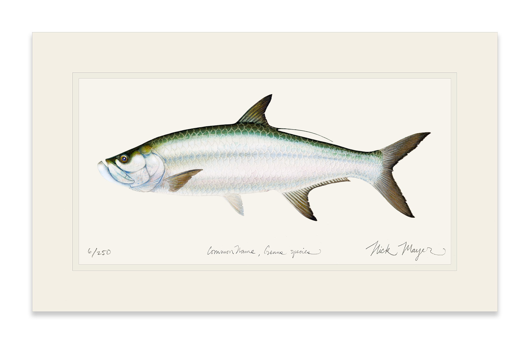 Tarpon Limited Edition Print - Best Seller