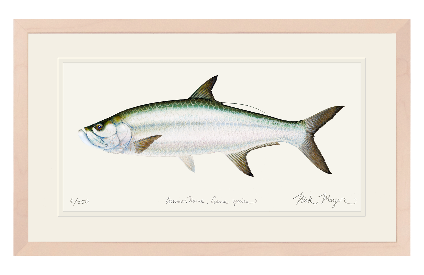 Tarpon Limited Edition Print - Best Seller