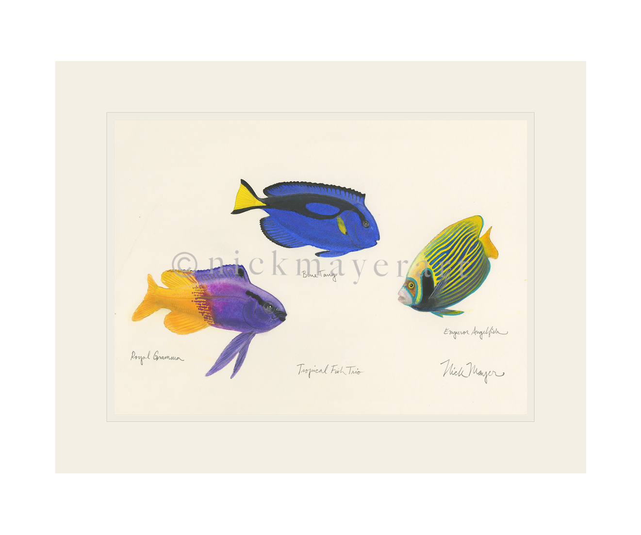 Tropical Fish Trio