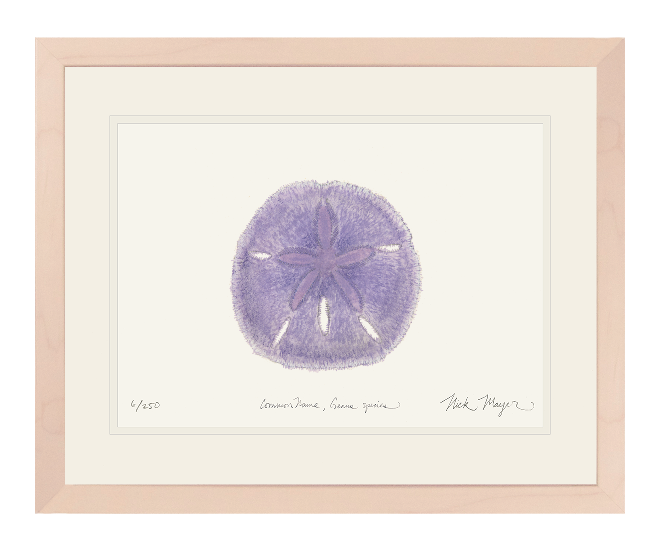 Purple Sand Dollar Limited Edition Print