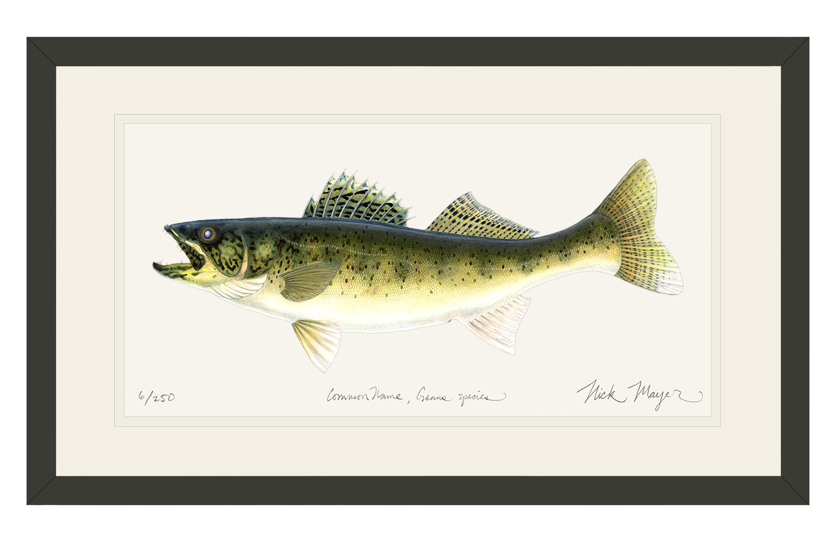 Walleye Limited Edition Print