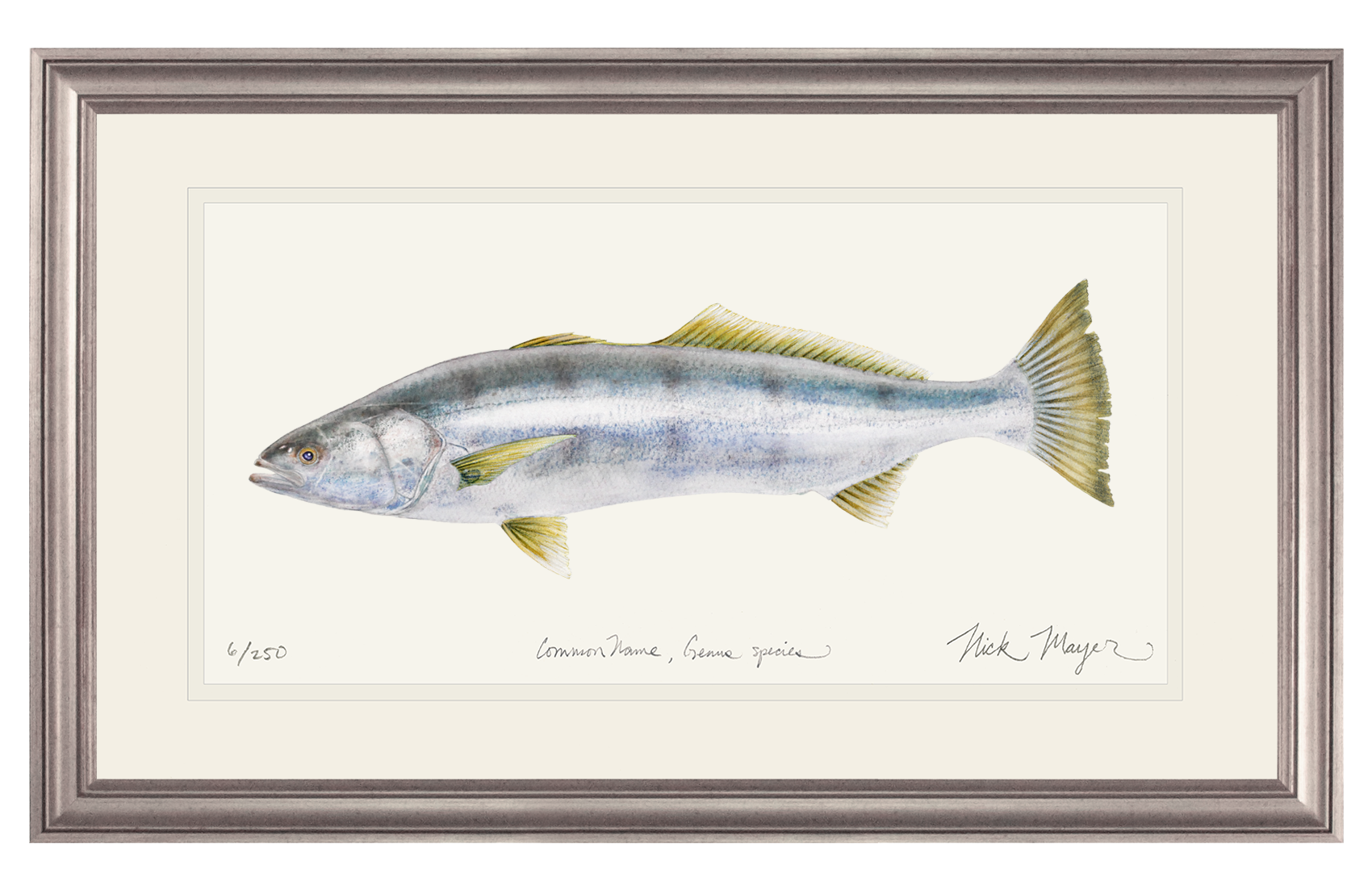 White Sea Bass Print