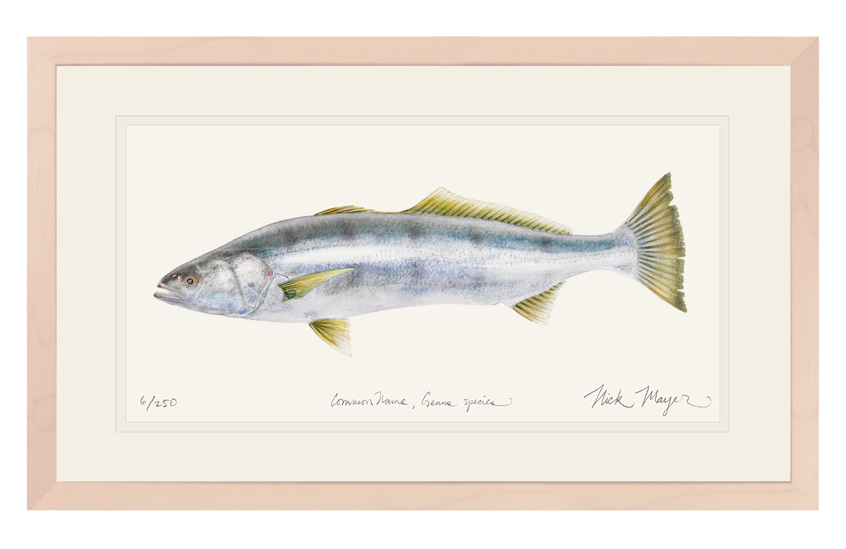 White Sea Bass Print