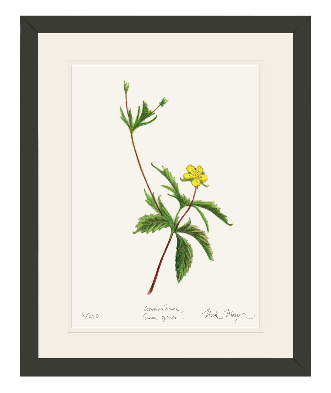 Wild Strawberry Limited Edition Print