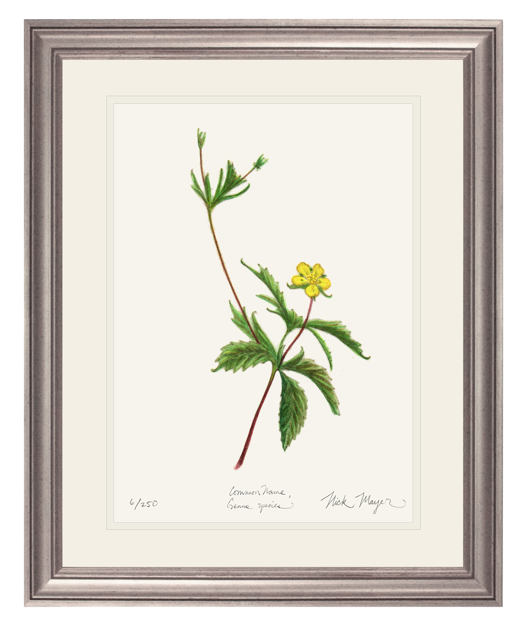 Wild Strawberry Limited Edition Print