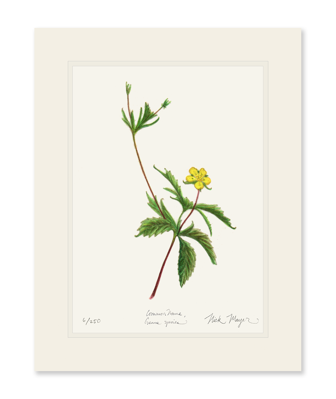 Wild Strawberry Limited Edition Print