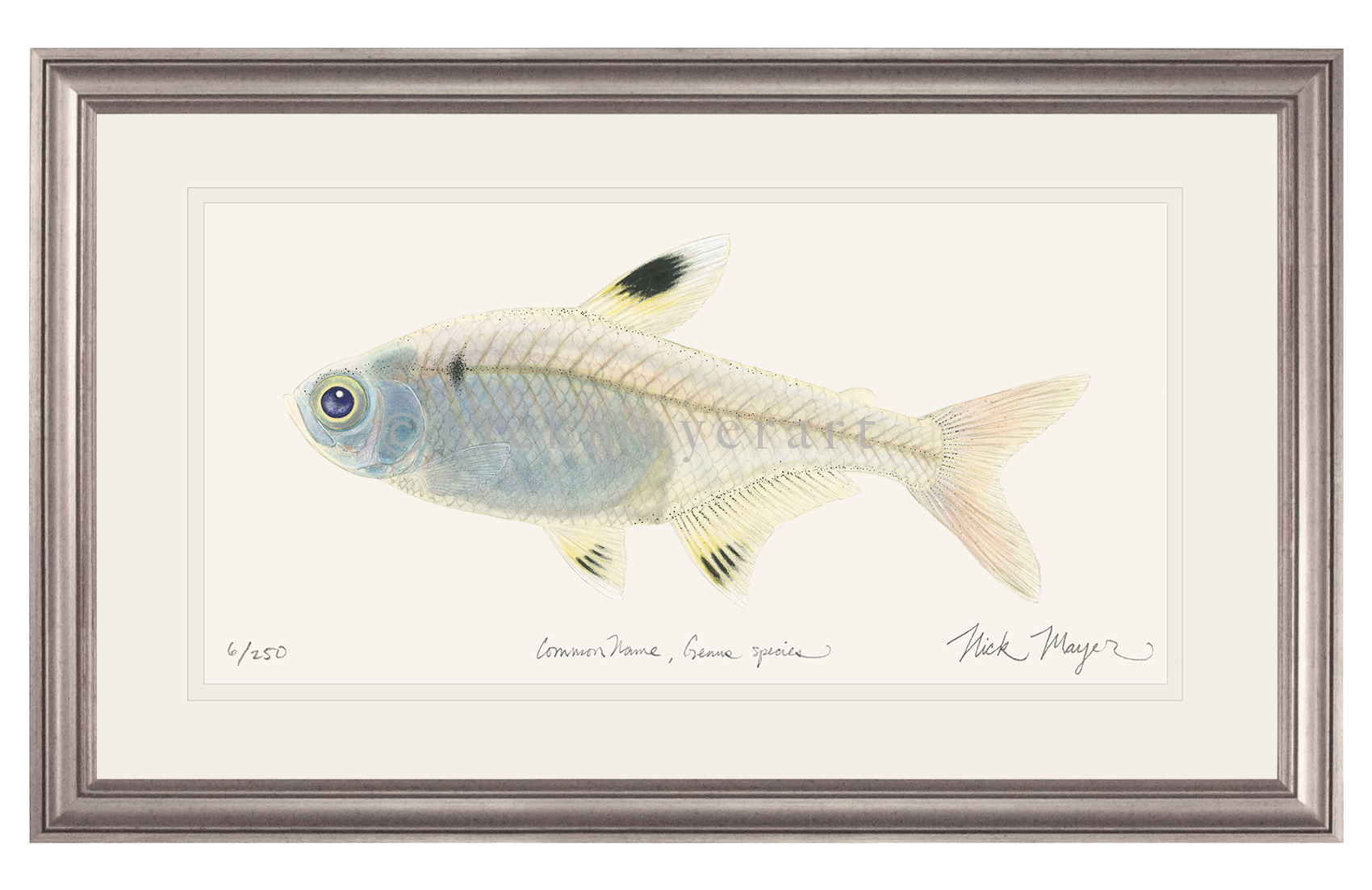 X-ray Fish Limited Edition Print