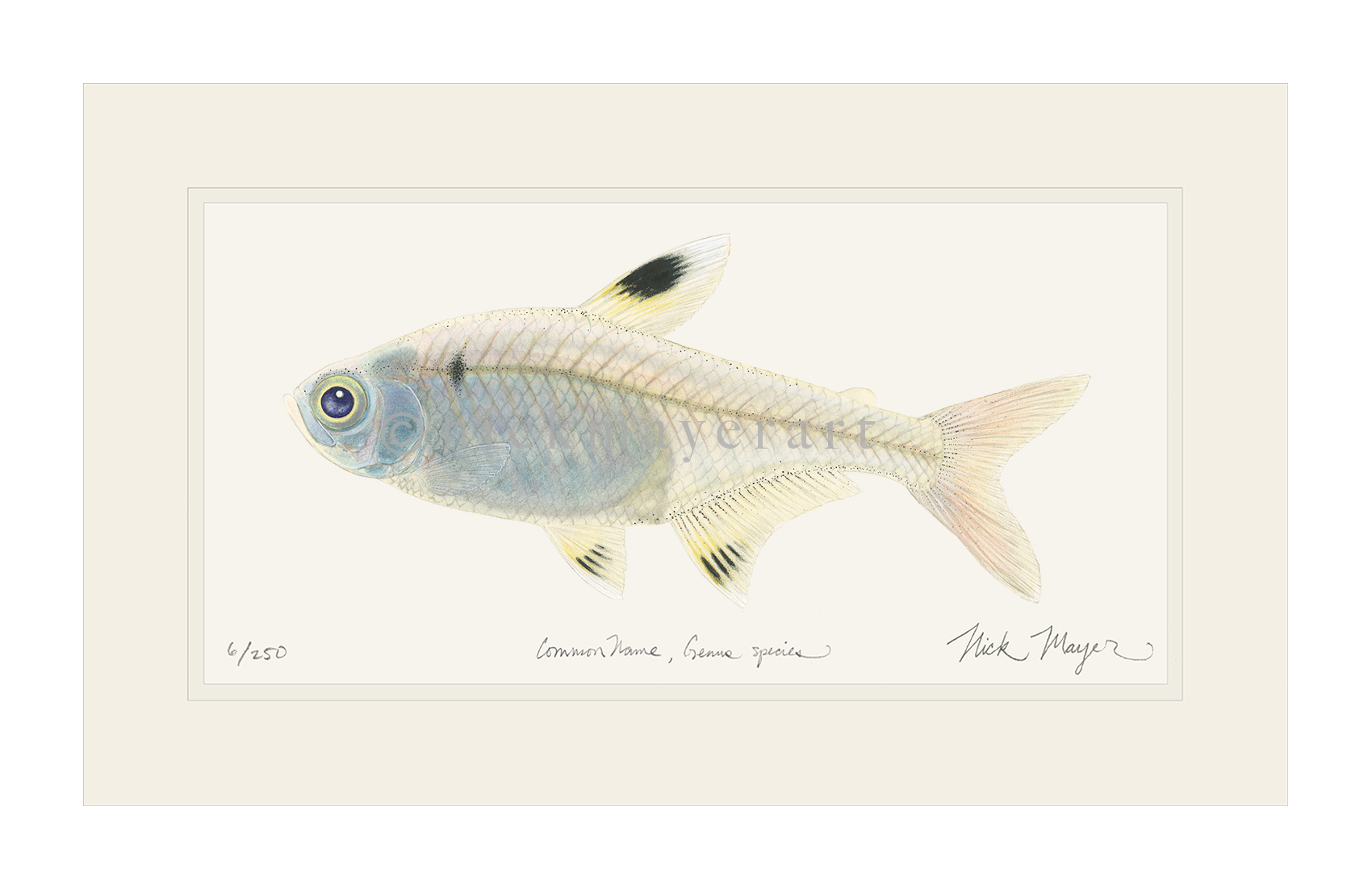 X-ray Fish Limited Edition Print