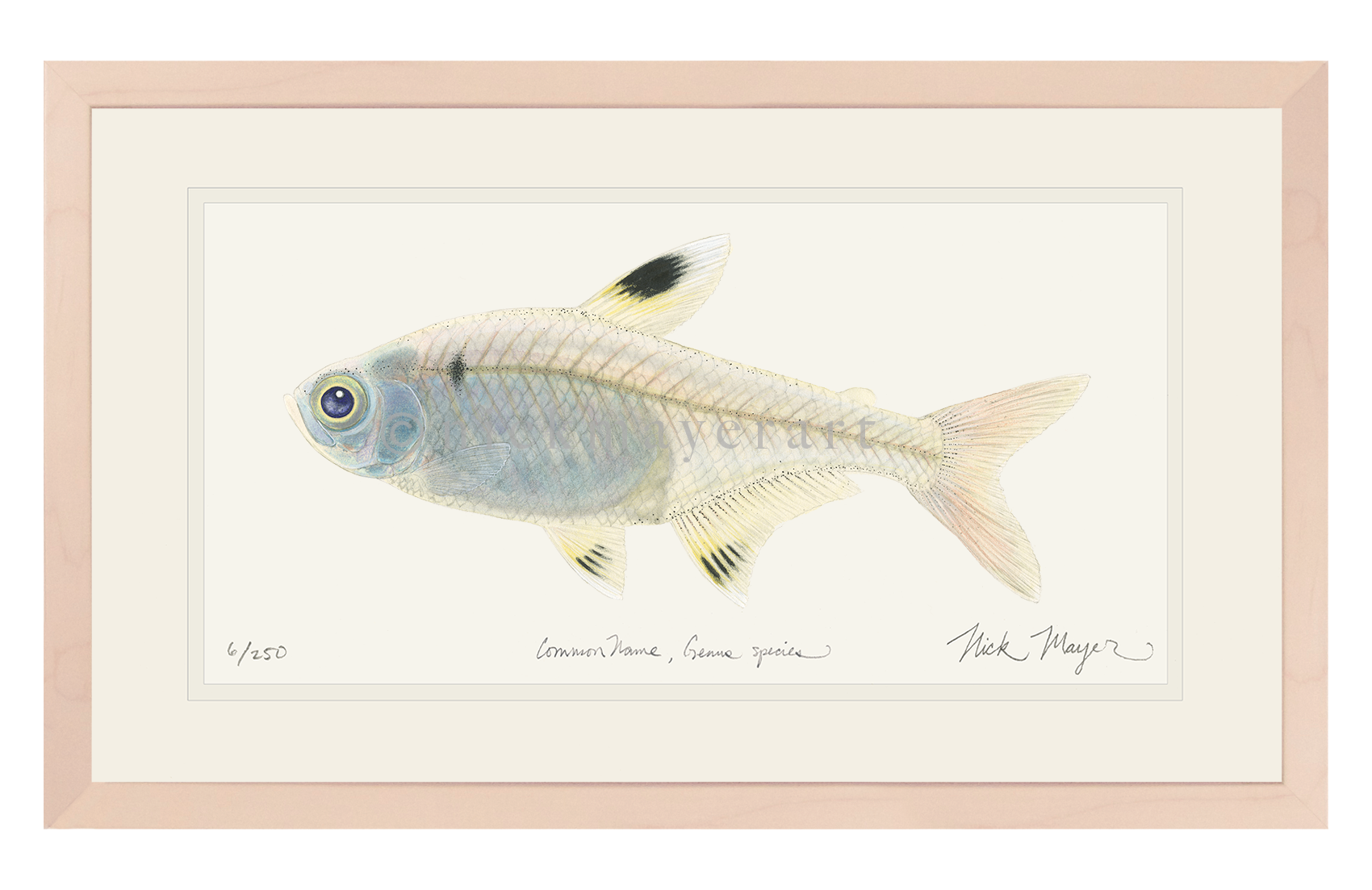 X-ray Fish Limited Edition Print