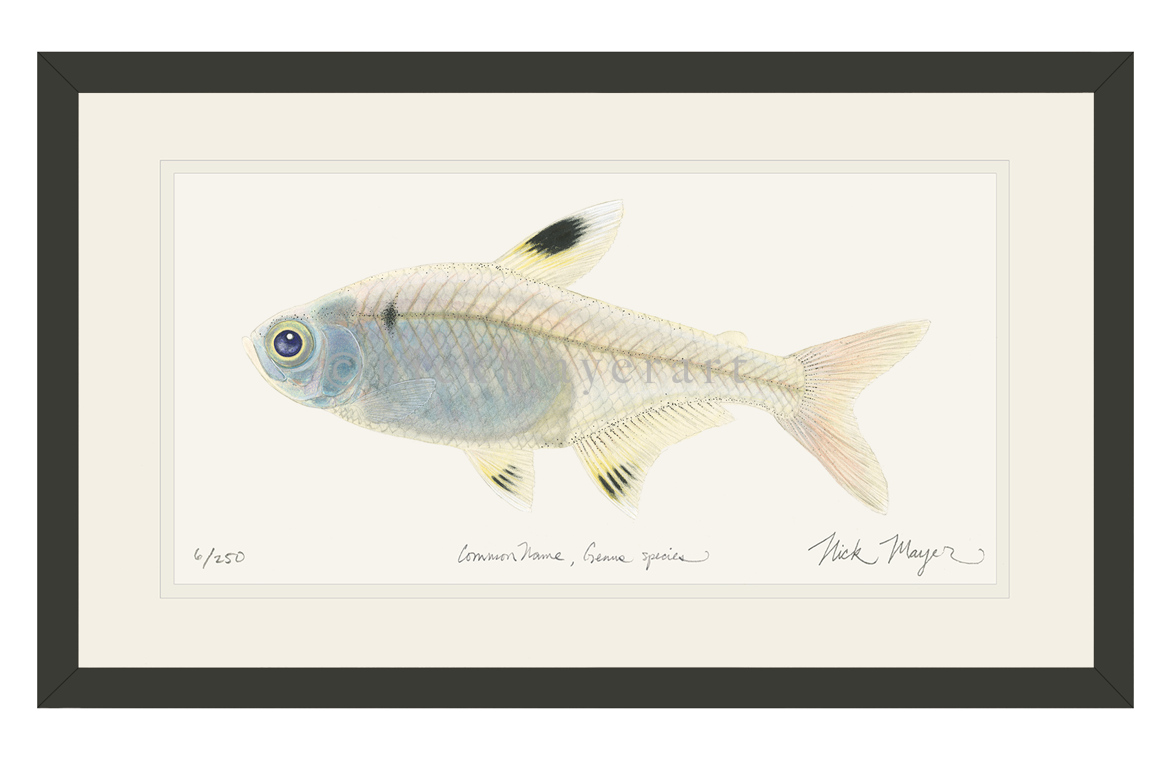 X-ray Fish Limited Edition Print