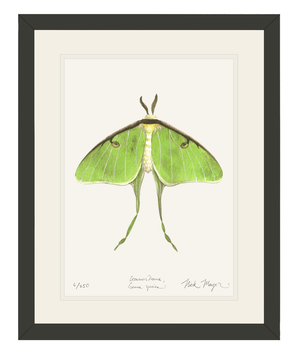 Nocturnal : Luna Moon Moth Original Alcohol Markers Art Print 