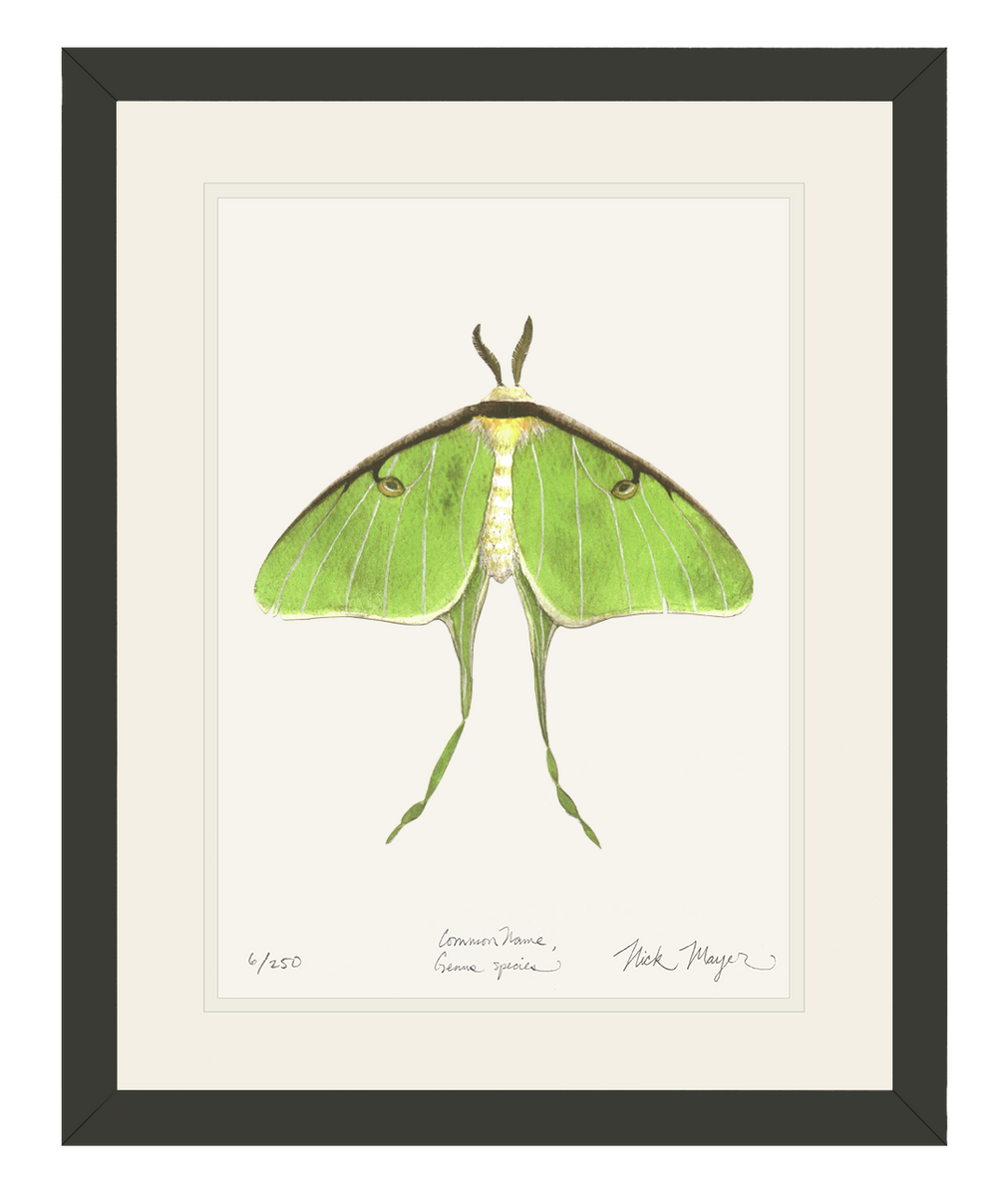 Alex and clearance ani luna moth