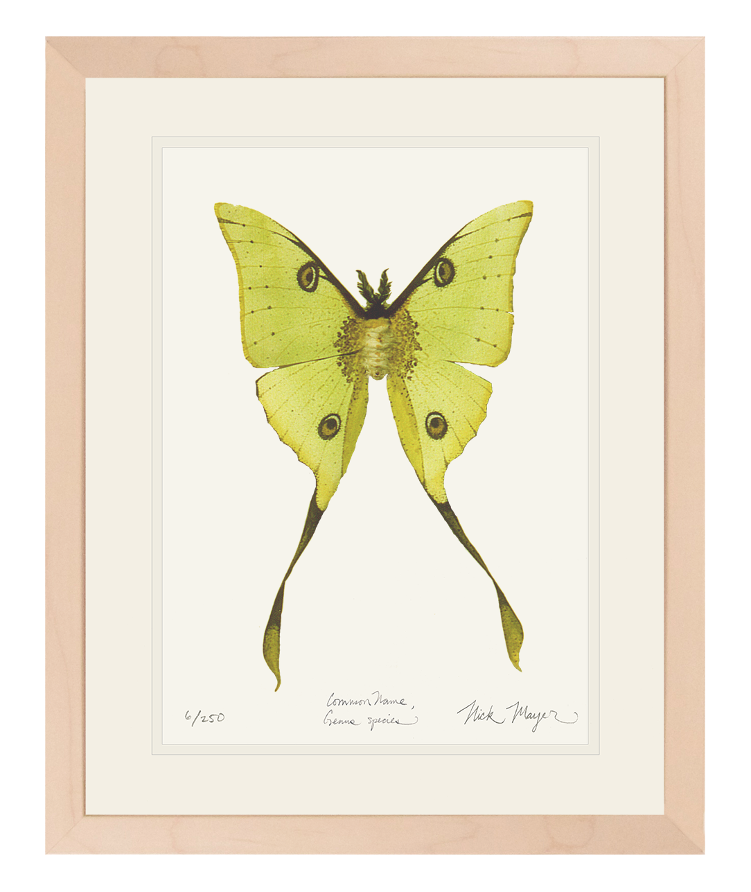 Madagascan Moon Moth Print