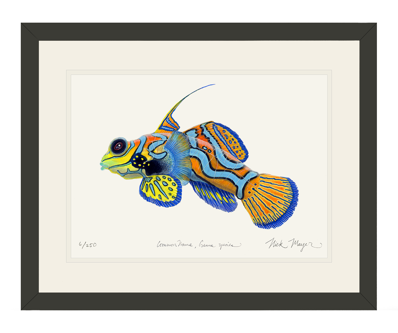 Mandarinfish Limited Edition Print