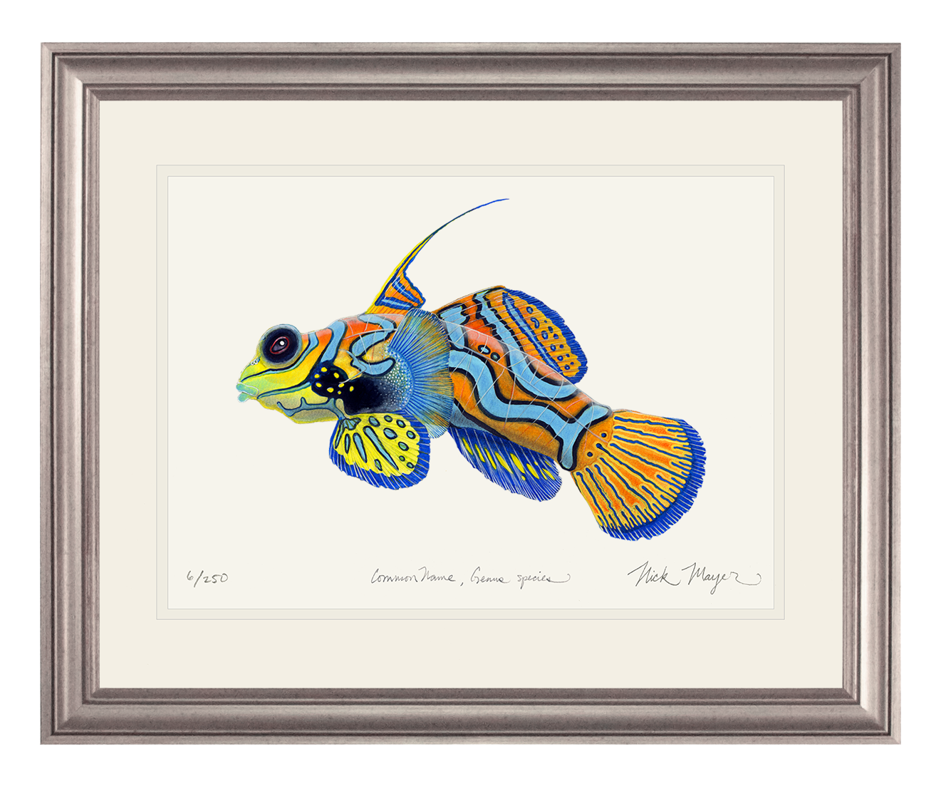 Mandarinfish Limited Edition Print