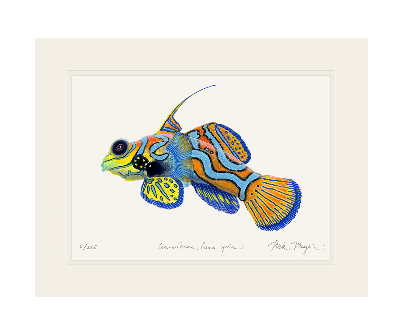 Mandarinfish Limited Edition Print