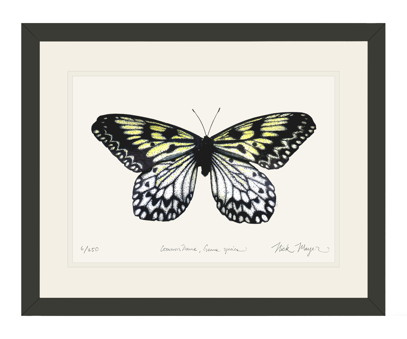 Rarity captured: Mangrove Nymph Butterfly print