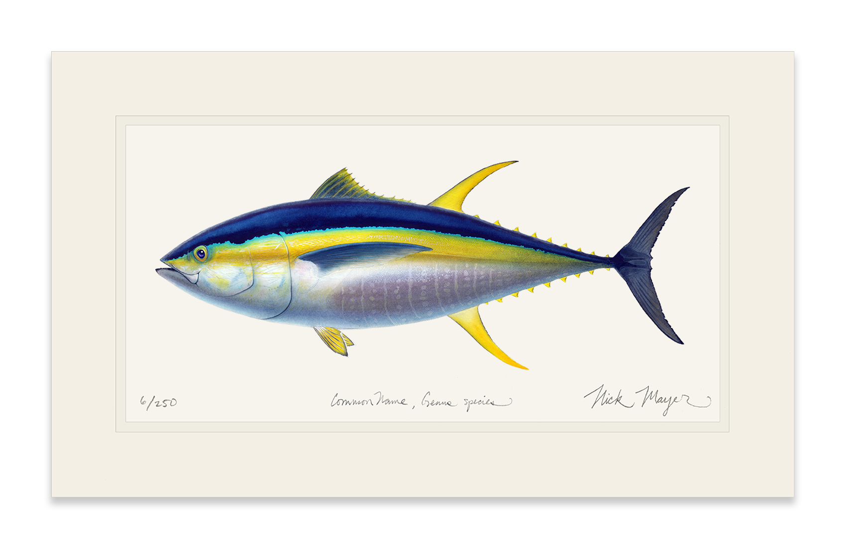 Yellowfin Tuna Limited Edition Print - Best Seller