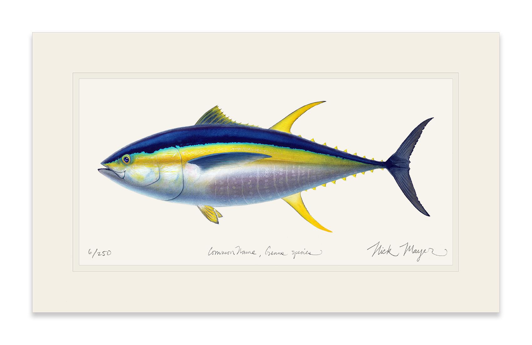 Yellowfin Tuna Print: Canyon Catch, Montauk 80lb Yellowfin