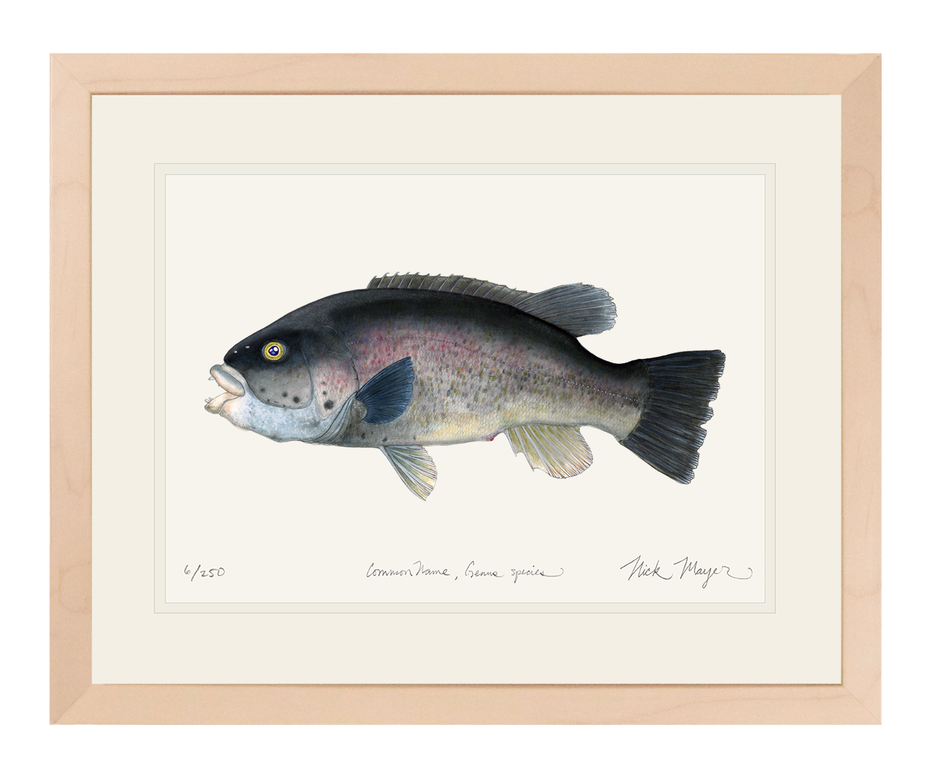 Tautog/ Blackfish Limited Edition Print