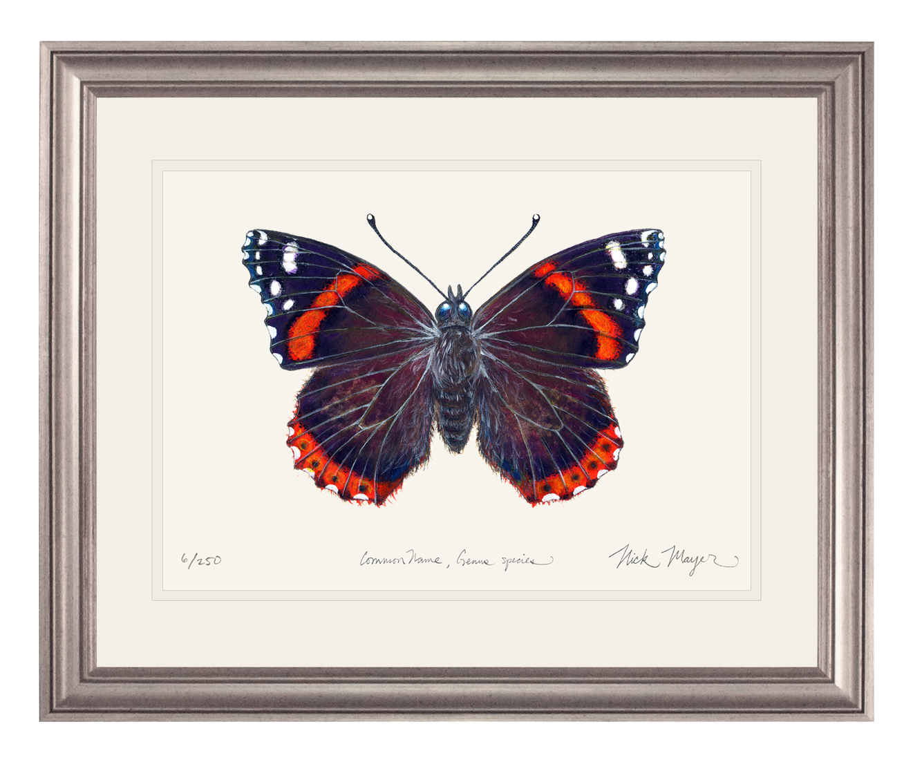 Red Admiral Butterfly Limited Edition Print