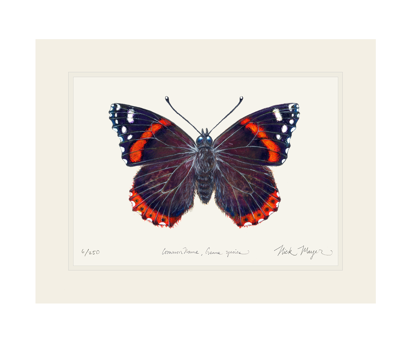 Red Admiral Butterfly Limited Edition Print