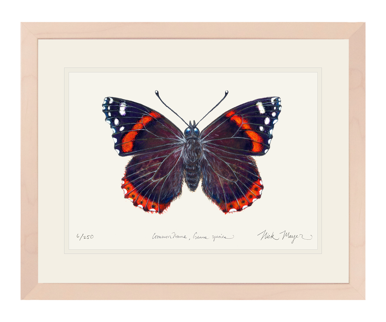 Red Admiral Butterfly Limited Edition Print