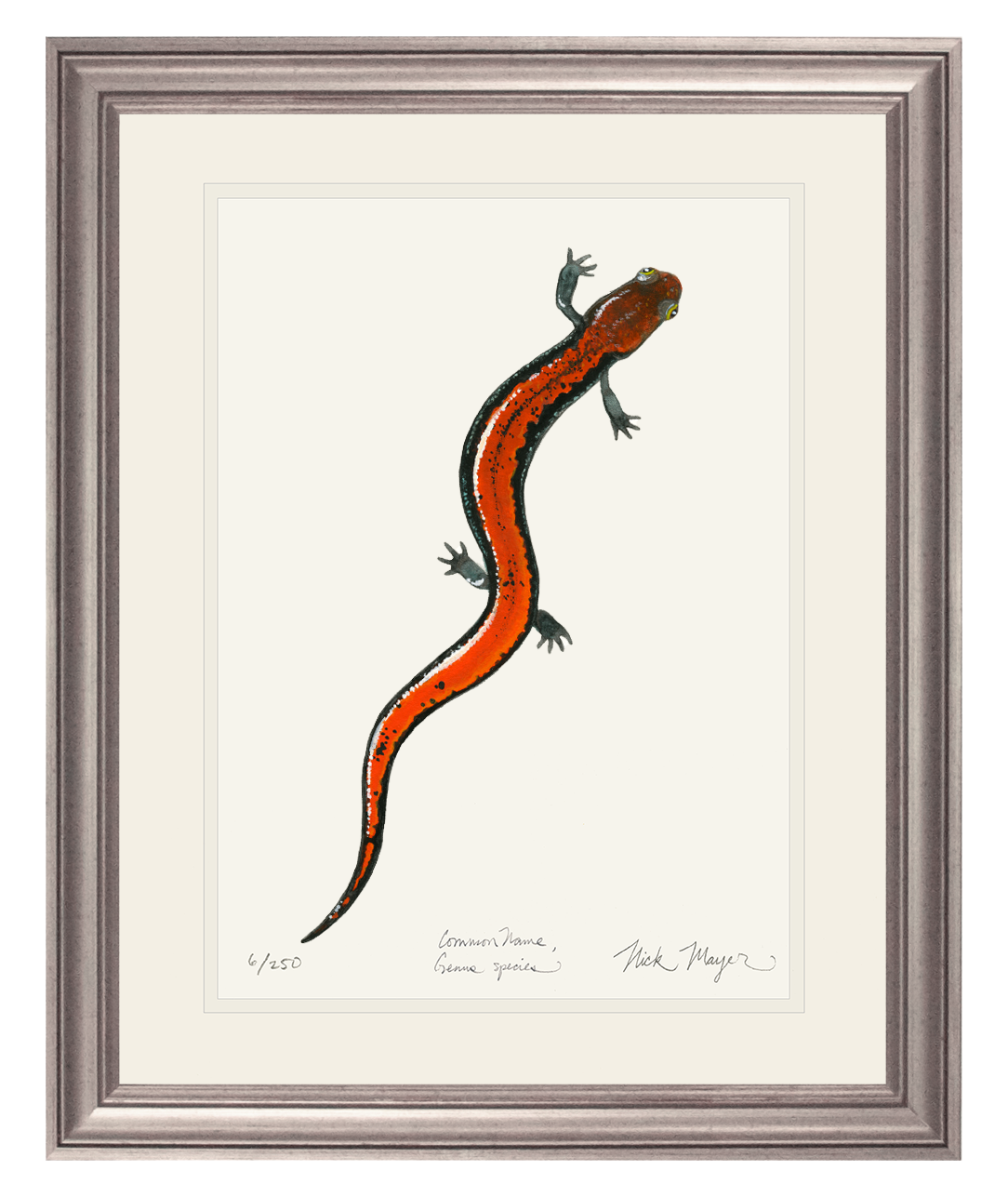 Red Backed Salamander Limited Edition Print