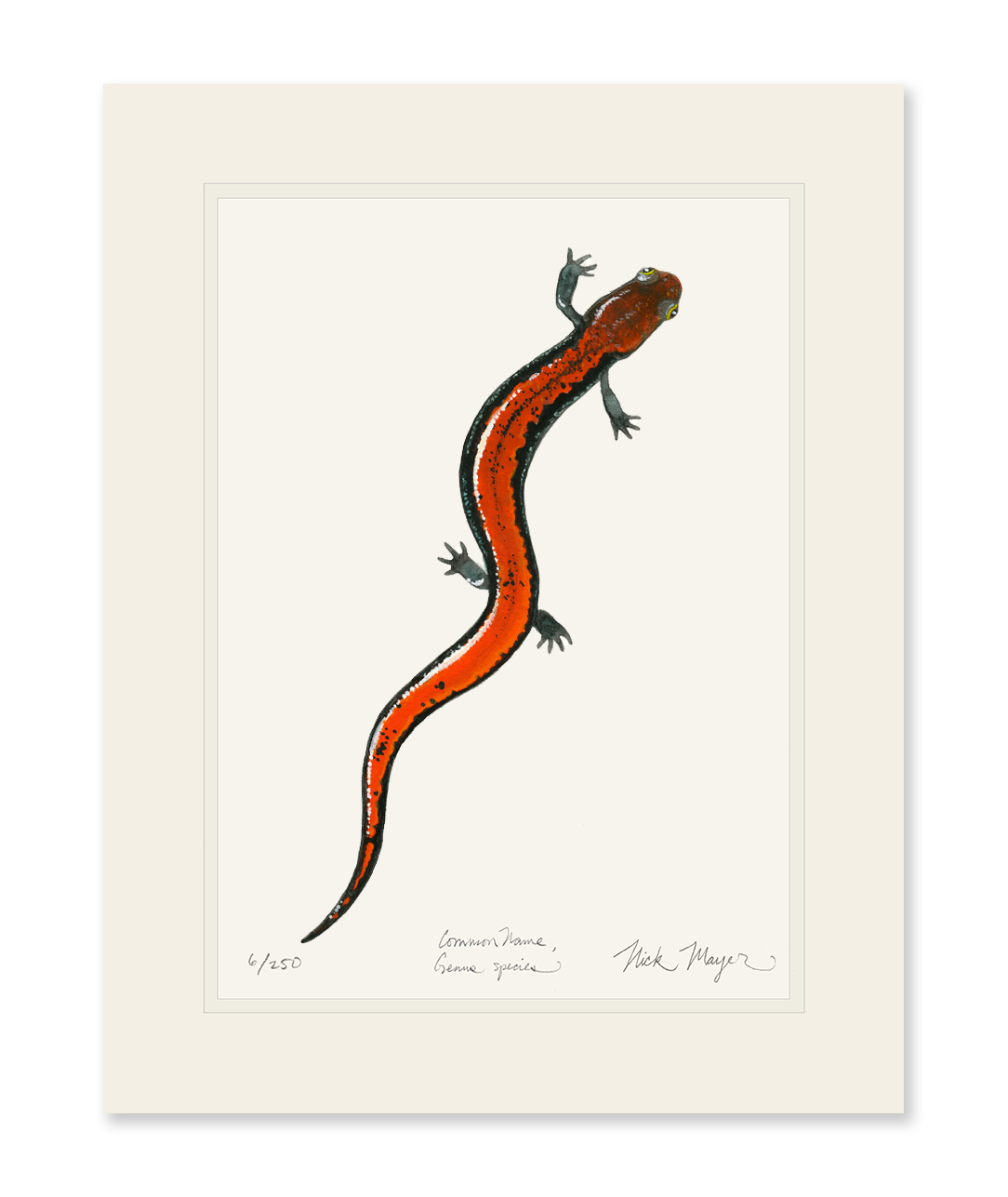 Red Backed Salamander Limited Edition Print