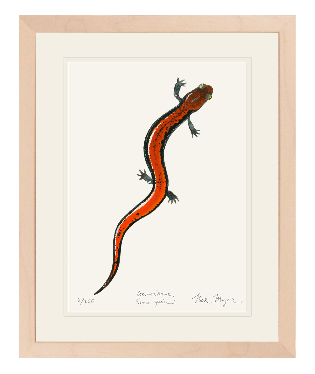 Red Backed Salamander Limited Edition Print