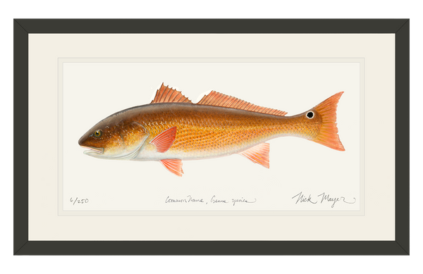 Redfish, Red Drum, Colored Pencil Drawing, Image Transfer on Red Cedar  Wood, 4.5 X 10 Inches, Red -  Canada