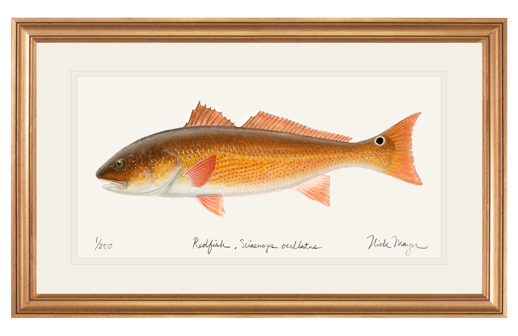 Redfish, 15 lbs. Limited Edition Print