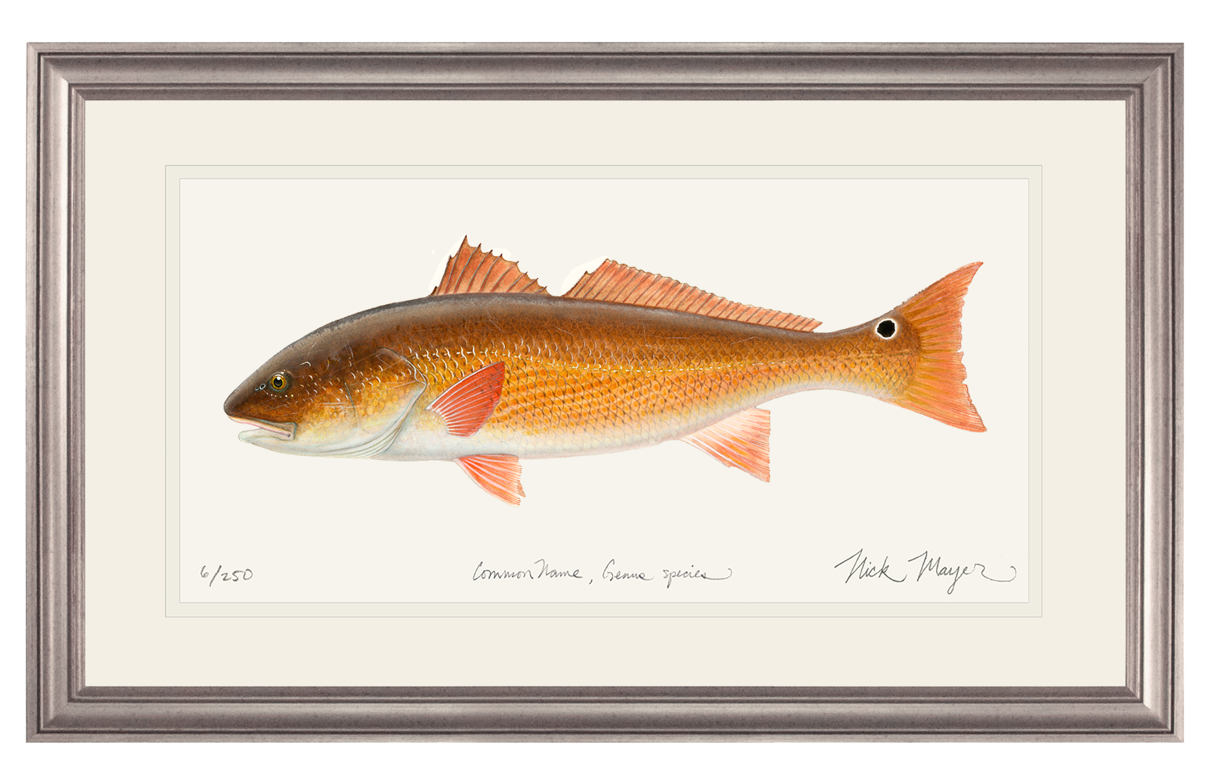 Redfish, 15 lbs. Print