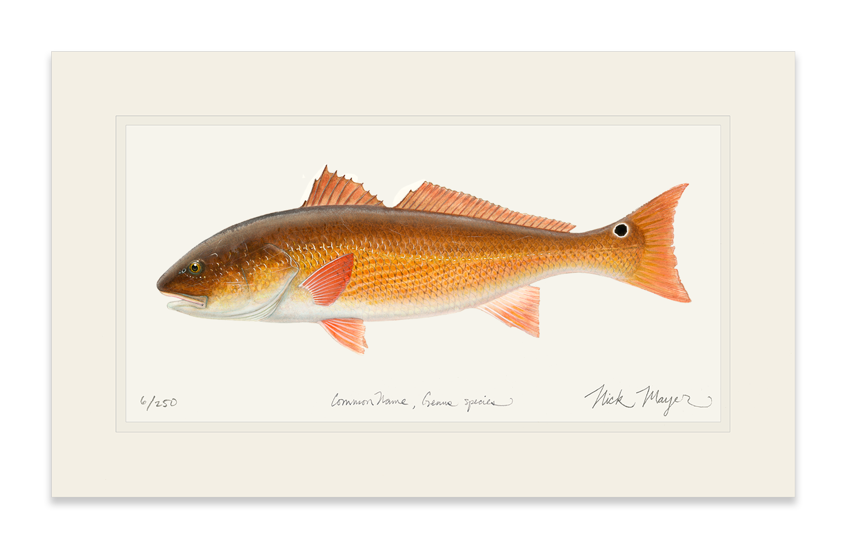 Redfish, 15 lbs. Limited Edition Print