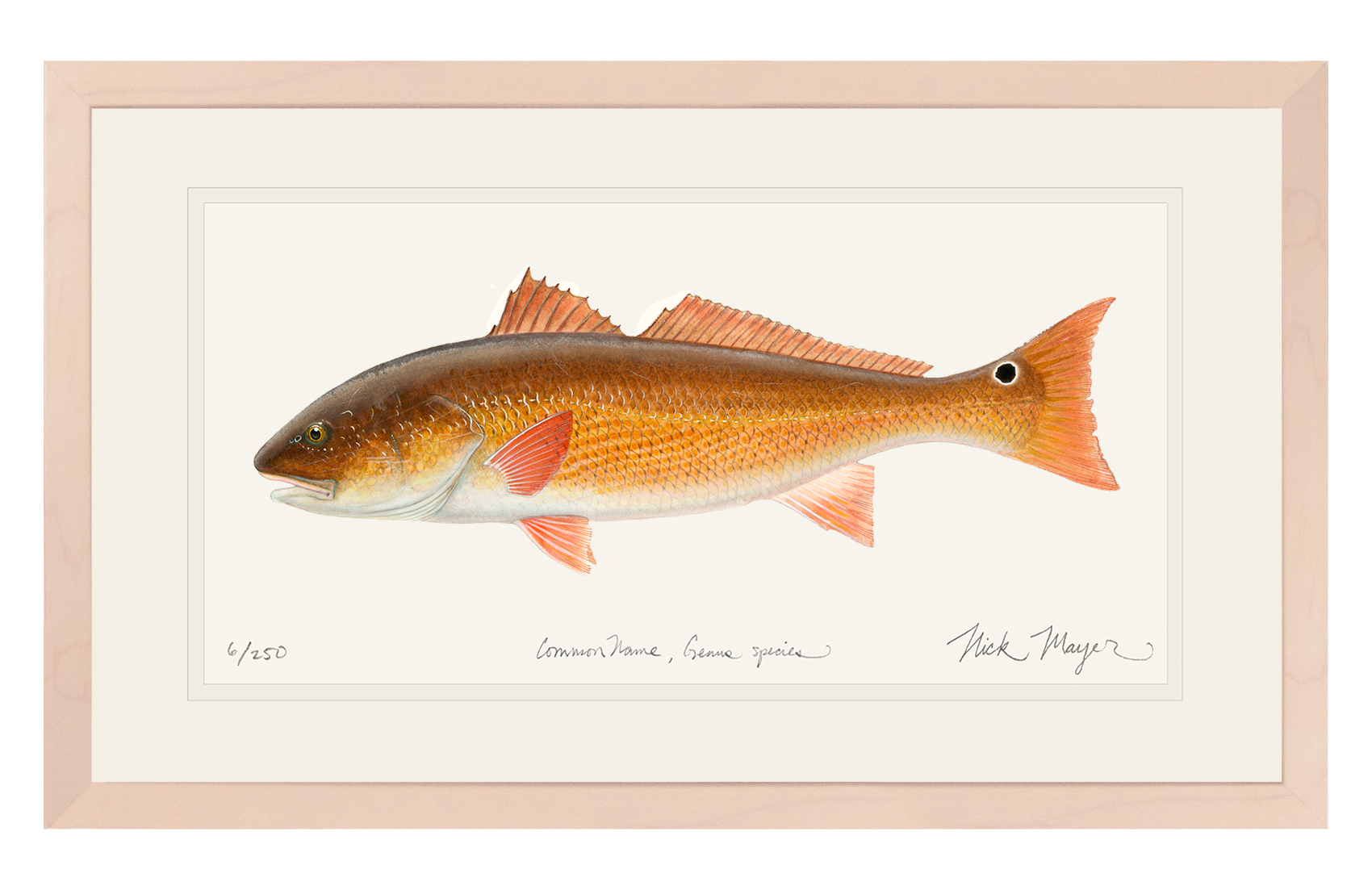 Redfish, 15 lbs. Limited Edition Print