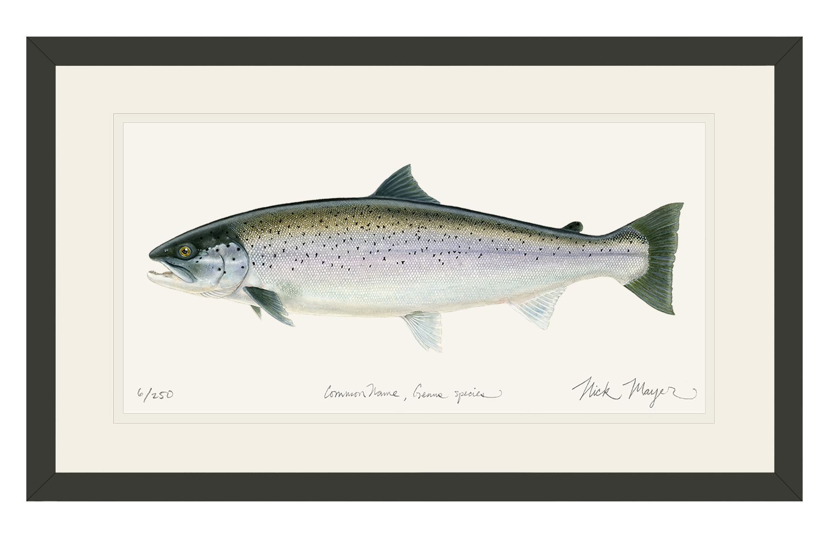 Sea Run Brown Trout Print